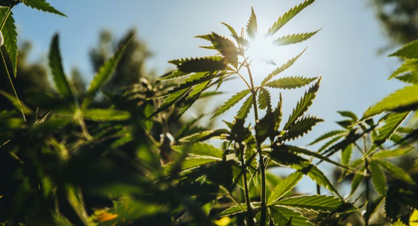 Spending Bill to End Govt. Shutdown Bans Nearly All Hemp-Derived Products